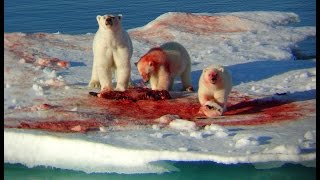 Ice Killers - Arctic Cold Predators (Nature/Wildlife Documentary)