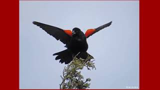 Species Spotlight: Red-Winged Blackbird