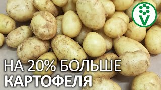 ОБЯЗАТЕЛЬНАЯ ПОДГОТОВКА КАРТОФЕЛЯ К ПОСАДКЕ ДЛЯ ПОВЫШЕНИЯ УРОЖАЙНОСТИ