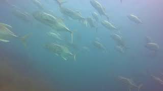 Scuba Diving in Cabo -The Corridor