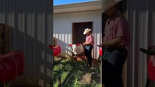 Roping the dummy on the ground #roping #rodeo #teamroping #ranch #western #cowboy #horse