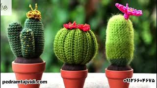 کاکتوس هارو میشناسید؟/Do you know Cactus Harrow?