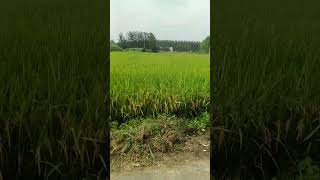 Just signboarding#nature #paddy #