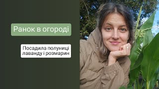 Ранок на городі / Посадка полуниці лаванди розмарину VLOG