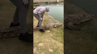 this crocodile are enjoying being tickle