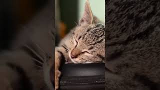 cute cat video #music #animals #catshorts #cute