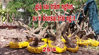 giá vài trăm nghìn, phoi sơ ri bonsai trái ngọt "0979309131" Cây Kiểng Quốc Cung