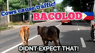 cows on the loose - is this INDIA or PHILIPPINES