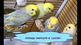 Птенцы Марселя и Салли