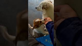 short video #alwayspahadi #doglover #love #loving #alwayspahari