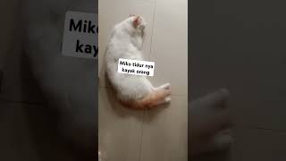 Miko capek abis main #cat #kucing #catlover #cutecat #kucinglucu #kucinglucuimut #kucingimut #cute