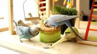 Parakeets playing in our house - Parkieten spelen bij ons thuis