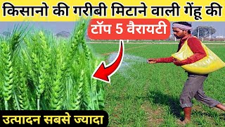 Gehu ki best variety | गेहूं की सबसे अधिक पैदावार देने वाली 5 वैरायटी | gehu ki top variety 2024