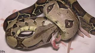 91st Venezuelan Red Tail Boa Feeding Ahsoka Tano Snips 6th FT Medium Rat 1&10x Speeds 10 8 2024