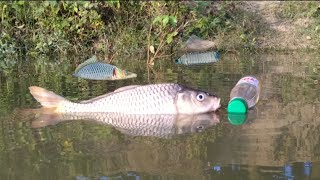 Amazing Catch Fish By Plastic bottles Hook Trap | New fishing video