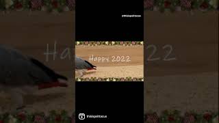 Christmas and new year 2022 | African Grey parrot