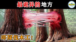 伐木工被吓尿了！10个科学无法解释的地方！第一是会旋转的岛屿！丨地球之最#冷知识 #排名 #世界之最#最不科学的地方#科学无法解释的地方#地狱之门#最神奇的地方#世界之最top#top10