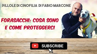 Forasacchi pericolosi per i cani: come proteggerli