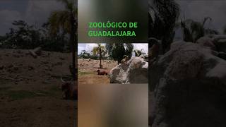 Zoológico de Guadalajara, Jalisco 2024 #guadalajara #shorts