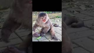 Monkey Starts A Fire, But The End Is Funny