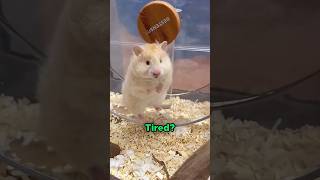 Hamster Exercise 😨