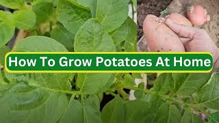 How To Grow Potatoes At Home