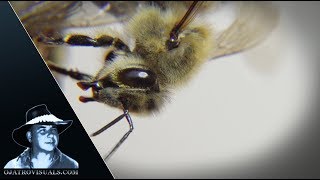 Florida's Feral Honey Bees 01