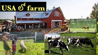 అమెరికాలో Farm|| summer in farm|| Telugu vlogs from USA