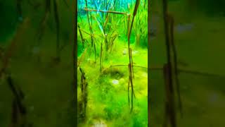 my camera underwater|tube well water view in my village.