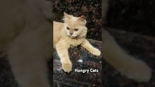 Hungry Cats