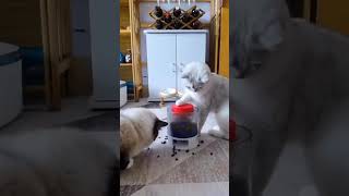 #FunnyVideos, #CatVideos, #DogVideos, #CuteCats, #PetComedy, #AnimalHumor,  #FunnyDogs,