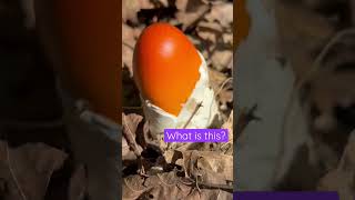 What is this? Egg? Mushroom?