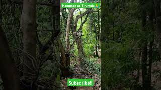 Hanuman Langur at Tirumala Tirupati Forest