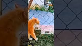 meme kucing lucu funny cat #cat #catvideos #catlover #catmemes #repost