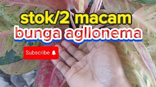 review dua macam bunga agllonema silver dan merah