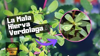 VERDOLAGA - Propiedades y usos Medicinales - Portulaca oleracea