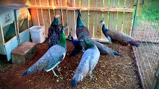 Peacock Farm #cute #birds #amazing #farm