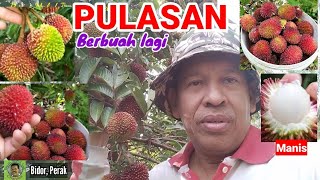 POKOK PULASAN BERBUAH LAGI