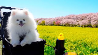 【絶景】関東随一の桜の名所でお花見を満喫するポメラニアン