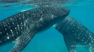 Oslob Whale Shark