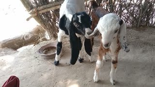 Beautiful Two goats baby