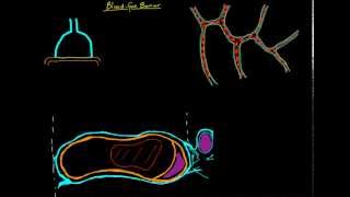 Gas Exchange at the Alveoli - Video 1: Intro to Blood Gas Barrier