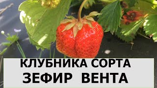 Клубника сорта Зефир Вента