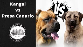 Kangal mı? Presa Canario mu? || Karşılaştırma