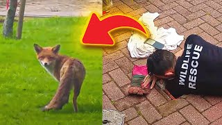 Heartbroken Mama Fox Calls for Help for Her Baby