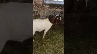 Boer Cabra Kozel goat Buck Sire