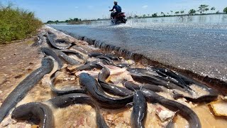 Top fisherman Skill, A fisherman catch a lot of fish by hand on the road , Best hand fishing