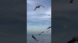 Lessons from nature - collaboration & not competition #nature #birds #growth #sea #sunset #seagulls