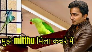 मुजे mitthu मिला कचरे में || I love Mitthu || I really missing u all time ❤️