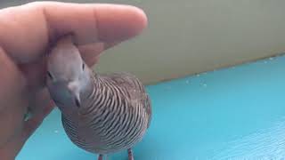 【アメリカ】抱っこをせがむように人の手の中に納まる鳩